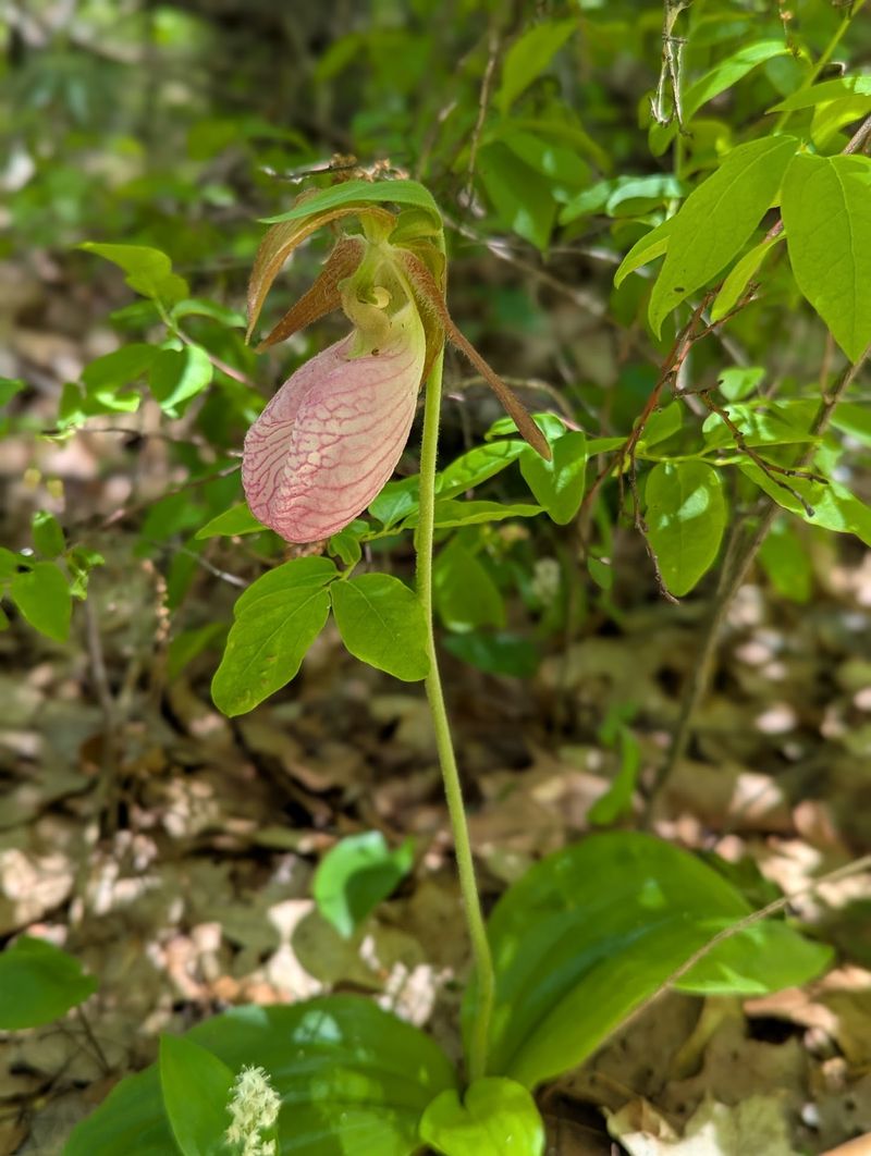 What Grows Wild Here Will Surprise You What Grows Wild Here Will Surprise You