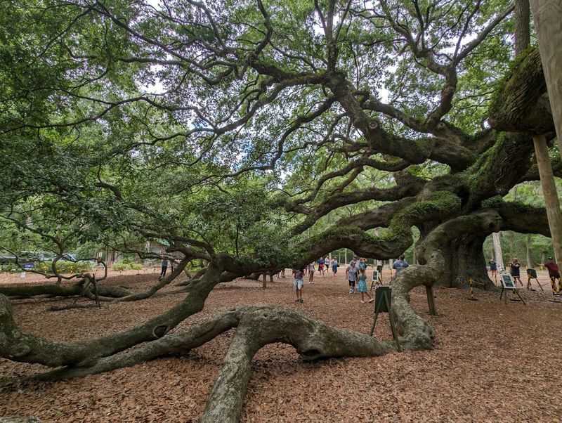 What Johns Island Has to Offer Beyond the Tree What Johns Island Has to Offer Beyond the Tree