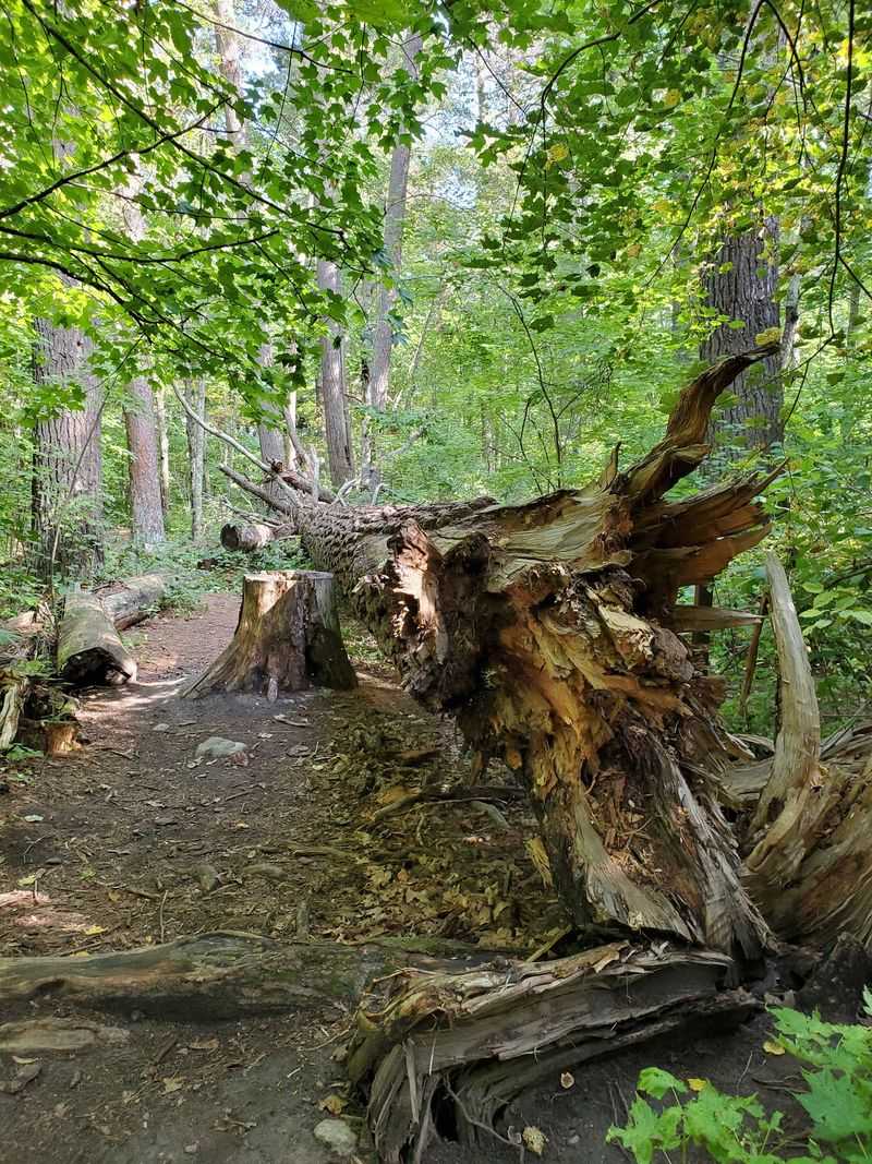 What Makes This Forest So Scientifically Valuable What Makes This Forest So Scientifically Valuable