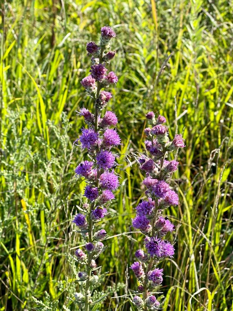 What Native Prairie Actually Looks Like What Native Prairie Actually Looks Like