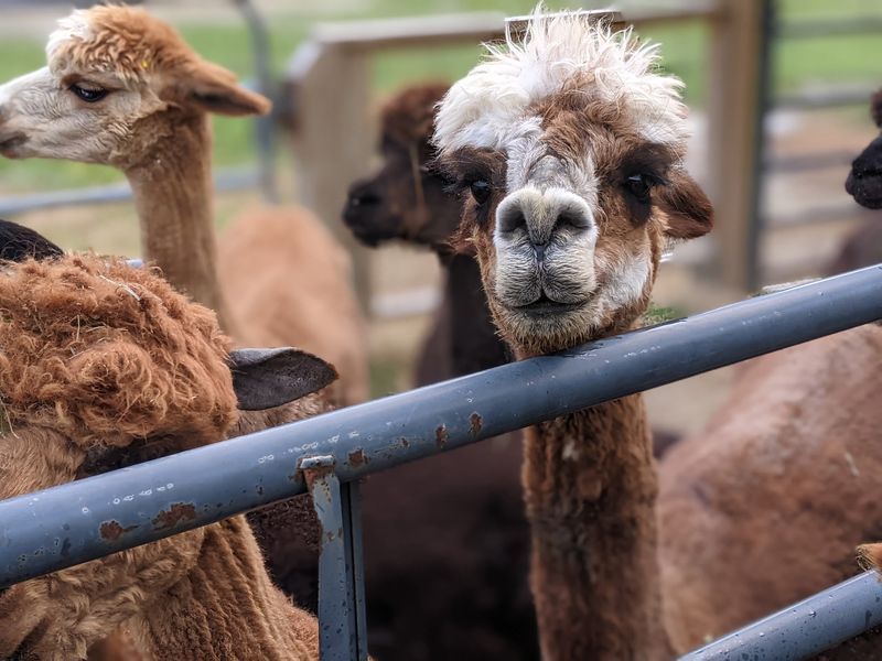 What happens on the Alpaca Trail Walk?
