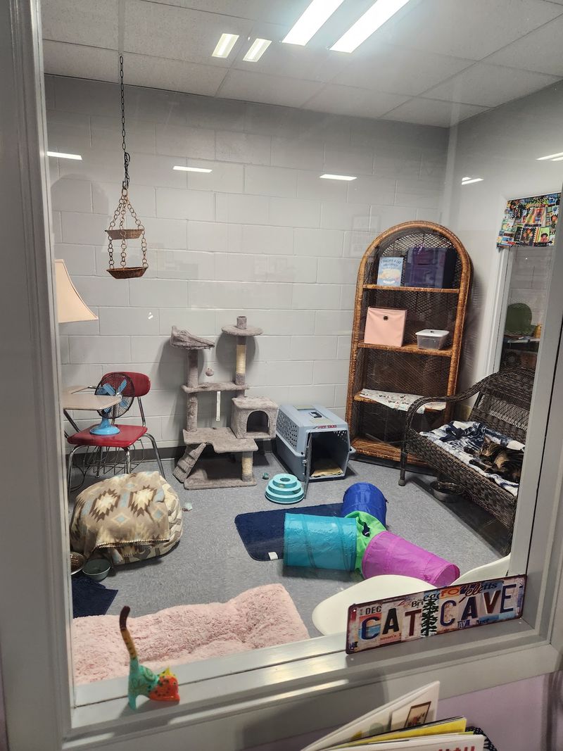 What the Cat Room Actually Looks Like Up Close What the Cat Room Actually Looks Like Up Close