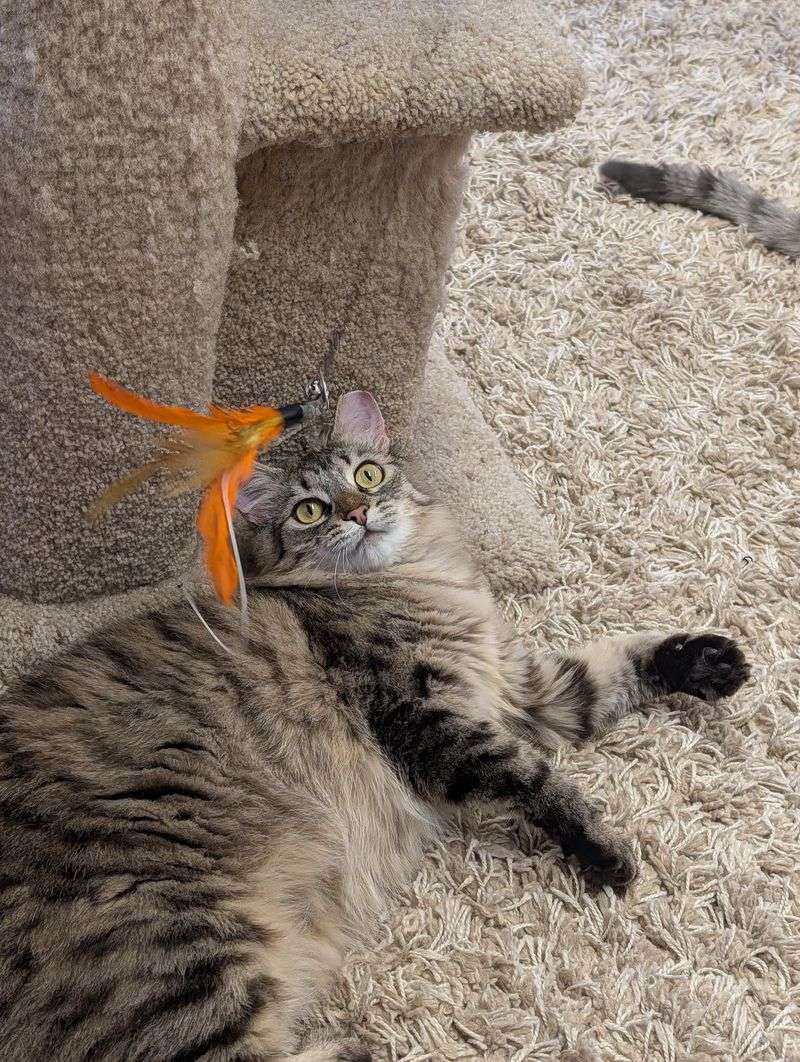 What the Cats Are Actually Like When You Visit What the Cats Are Actually Like When You Visit