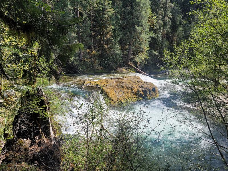 What the Forest Around the Falls Looks Like What the Forest Around the Falls Looks Like