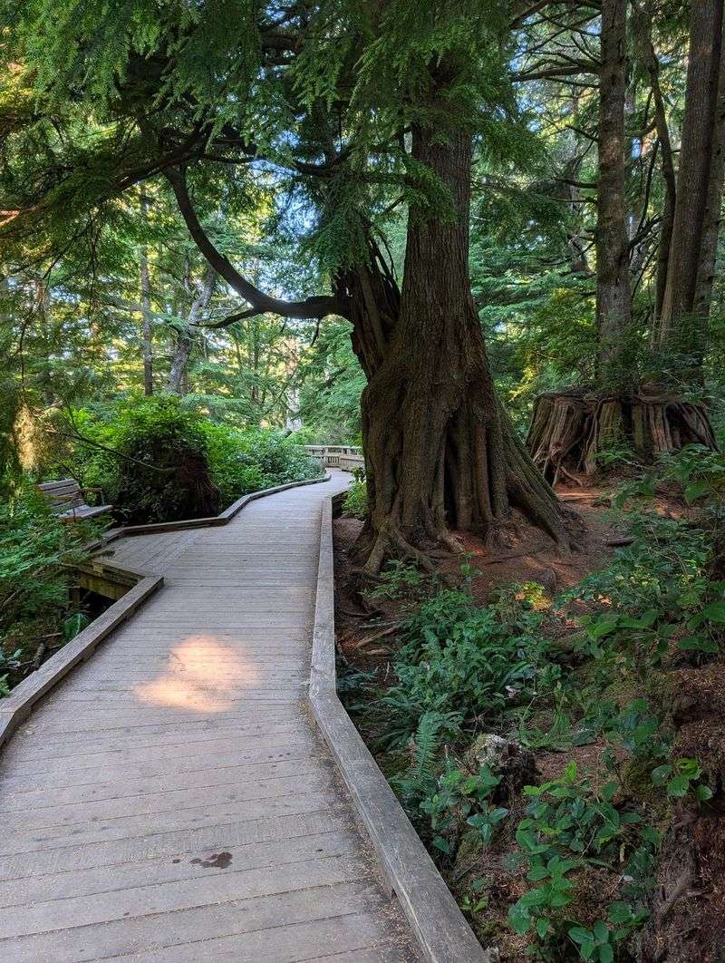 What the Forest Feels Like What the Forest Feels Like