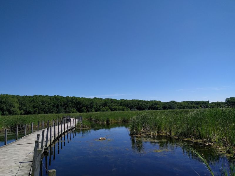 What the Marsh Ecosystem Actually Looks Like Up Close