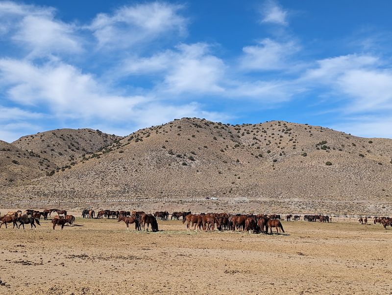 What the Palomino Valley Center Actually Is What the Palomino Valley Center Actually Is