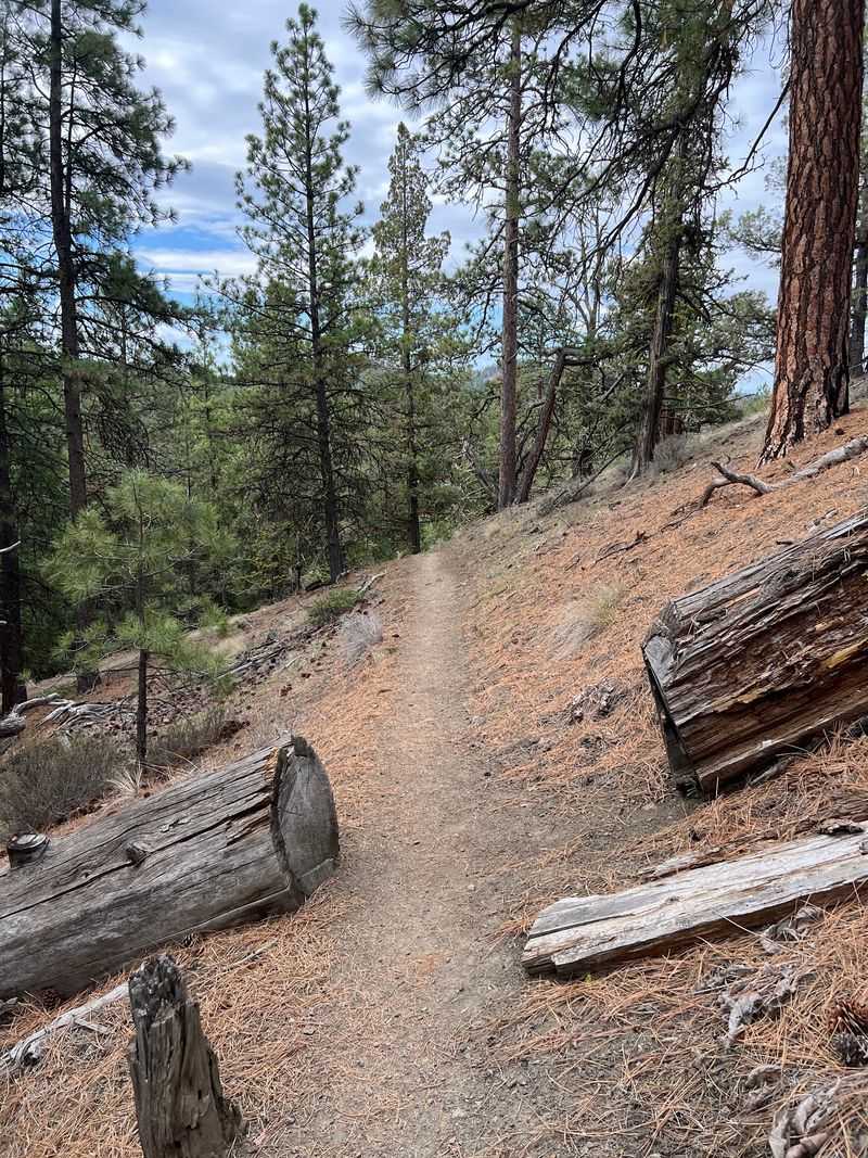 What the Trail Itself Is Actually Like What the Trail Itself Is Actually Like