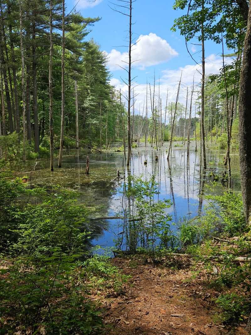 What the Wetlands Look Like Up Close