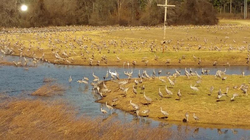 Wheeler National Wildlife Refuge, Decatur, Alabama