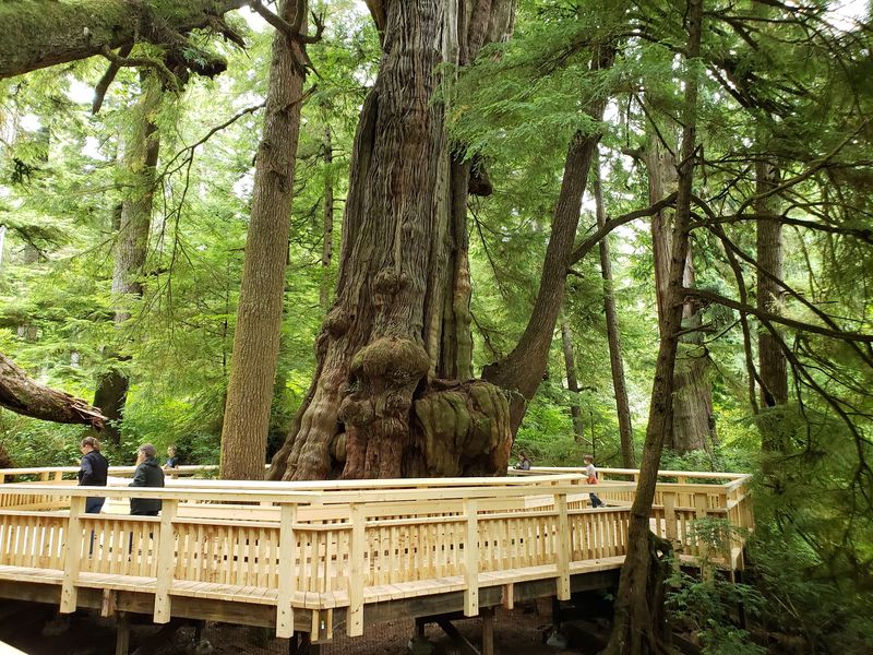 When Wood Gets Slippery: The Rain Reality