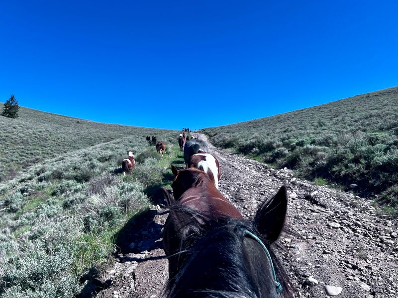 When to Go: Booking the Right Horse Drive Window When to Go: Booking the Right Horse Drive Window