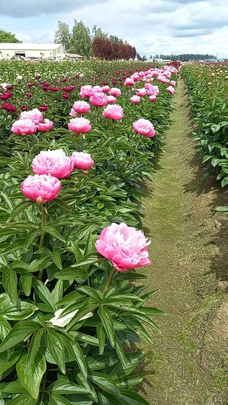When to Go: Timing the Spring Bloom When to Go: Timing the Spring Bloom