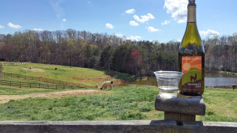 Where East Bend Hides Its Llama Vineyard Where East Bend Hides Its Llama Vineyard