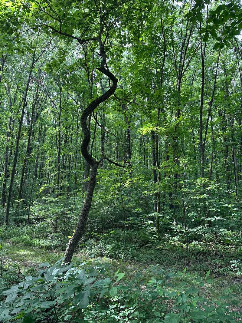 Where Exactly You Will Find This Hidden Forest Where Exactly You Will Find This Hidden Forest