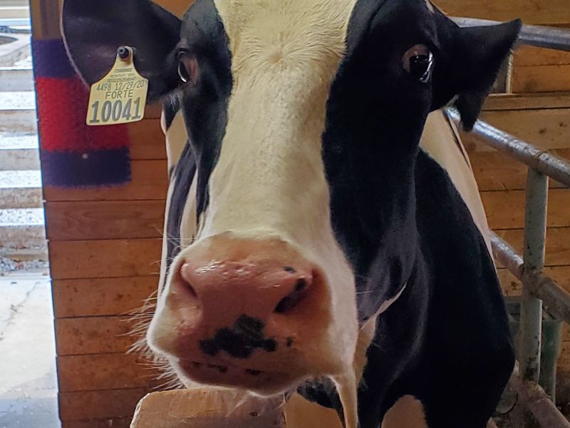 Where the Barnyard Comes to Life: Meeting the Farm Animals