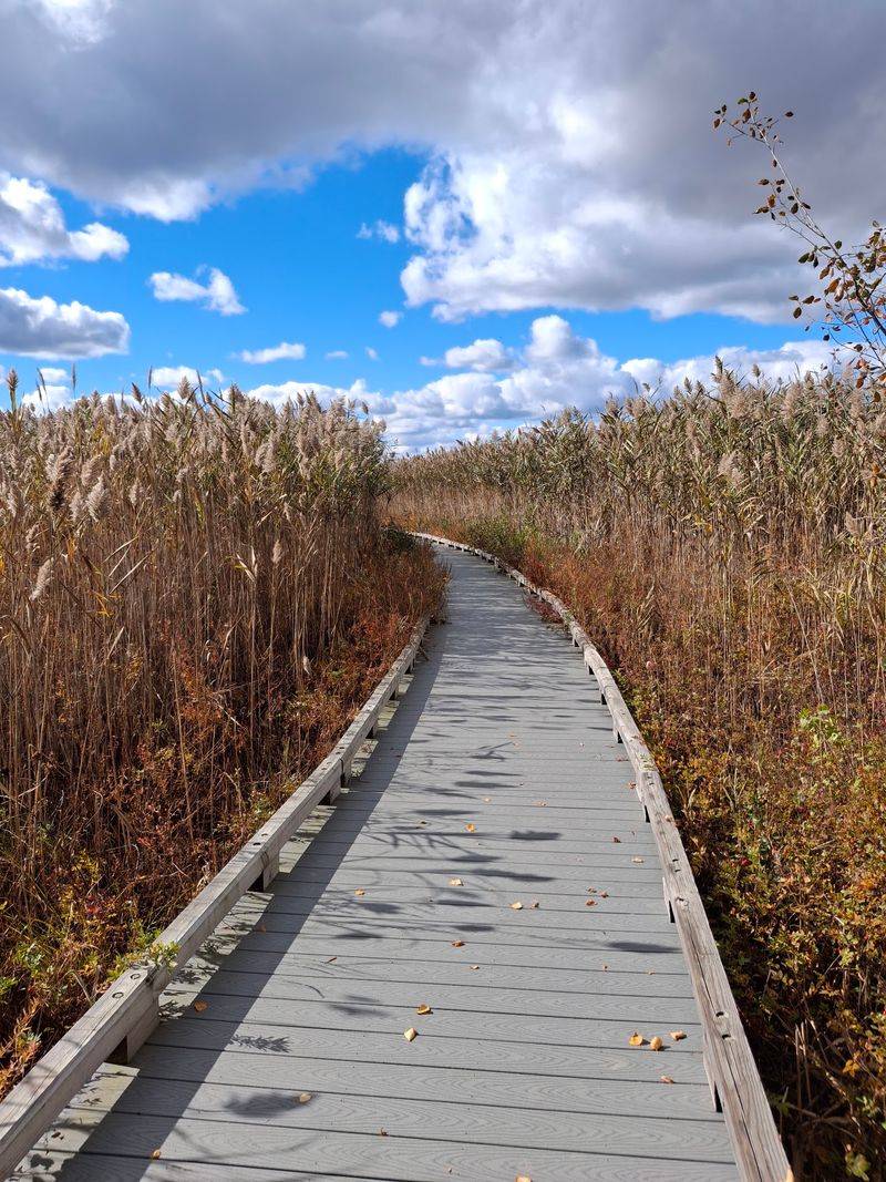 Where the Boardwalk Winds Through Newbury Where the Boardwalk Winds Through Newbury