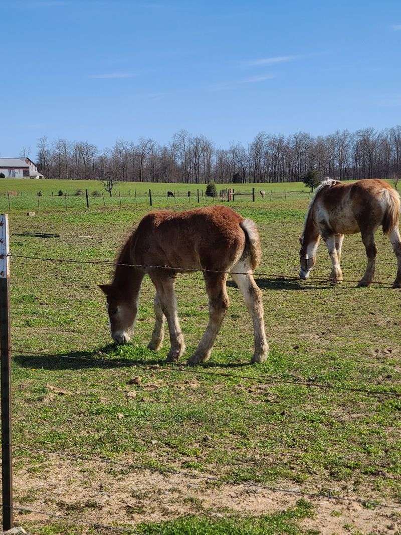 Where the Buggies Roll in Lawrence County Where the Buggies Roll in Lawrence County