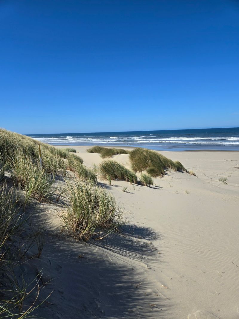 Where the Dunes Meet the Pacific Ocean