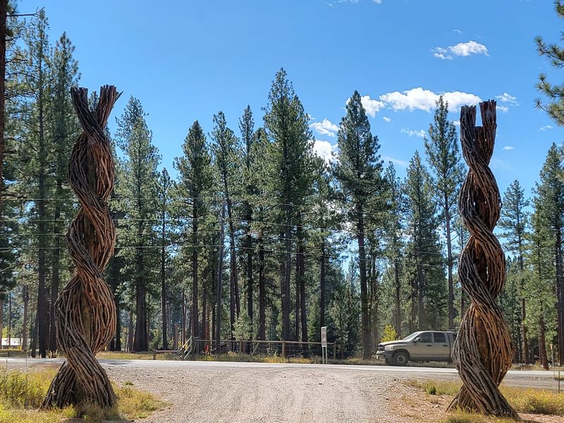 Where the Forest Becomes a Gallery Where the Forest Becomes a Gallery