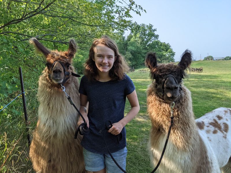 Where the Llama Magic Begins Where the Llama Magic Begins