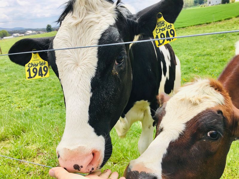 Where the Milk Meets the Scoop Where the Milk Meets the Scoop