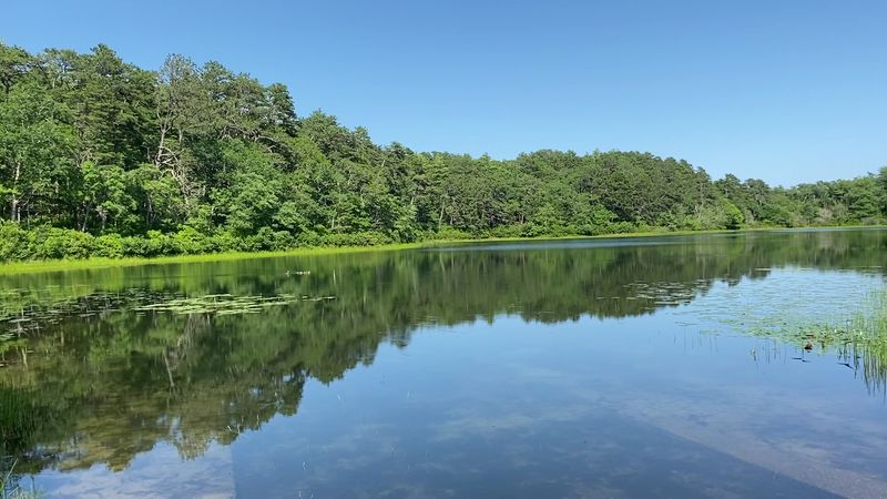Where the Pines Meet the Ponds in Brewster
