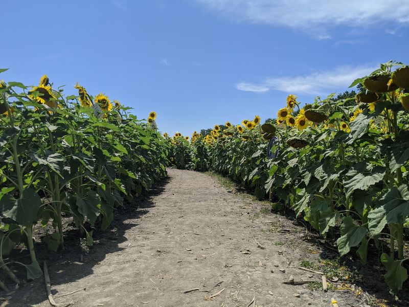 Where the Sunflower Field Lives and What It Is Where the Sunflower Field Lives and What It Is
