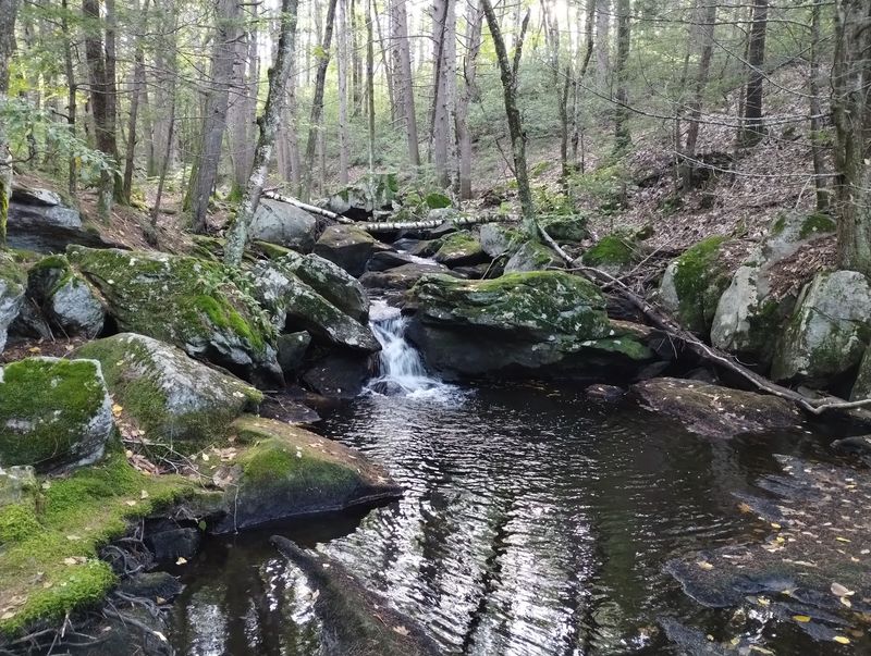 Where the Woods Begin in Townsend Where the Woods Begin in Townsend