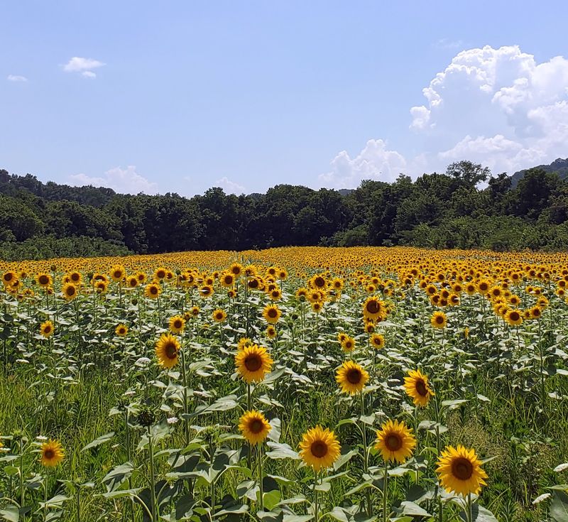 Where to Find It Near Downtown Knoxville Where to Find It Near Downtown Knoxville