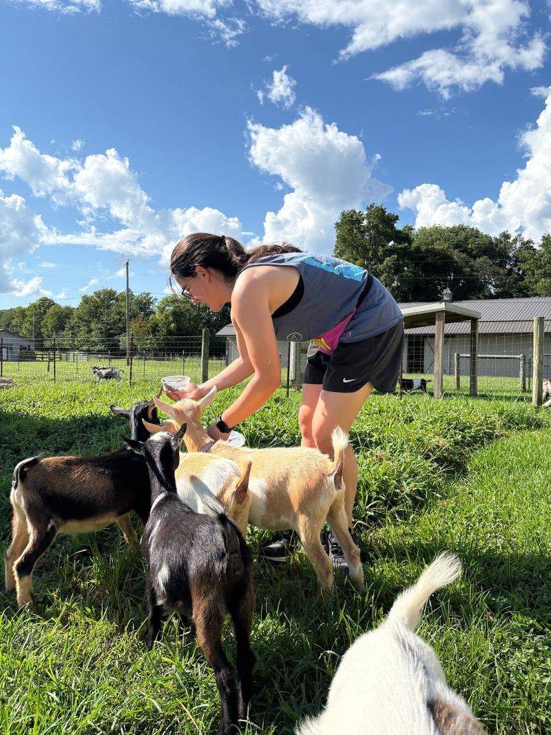 Where to Find This Barnyard Haven Where to Find This Barnyard Haven