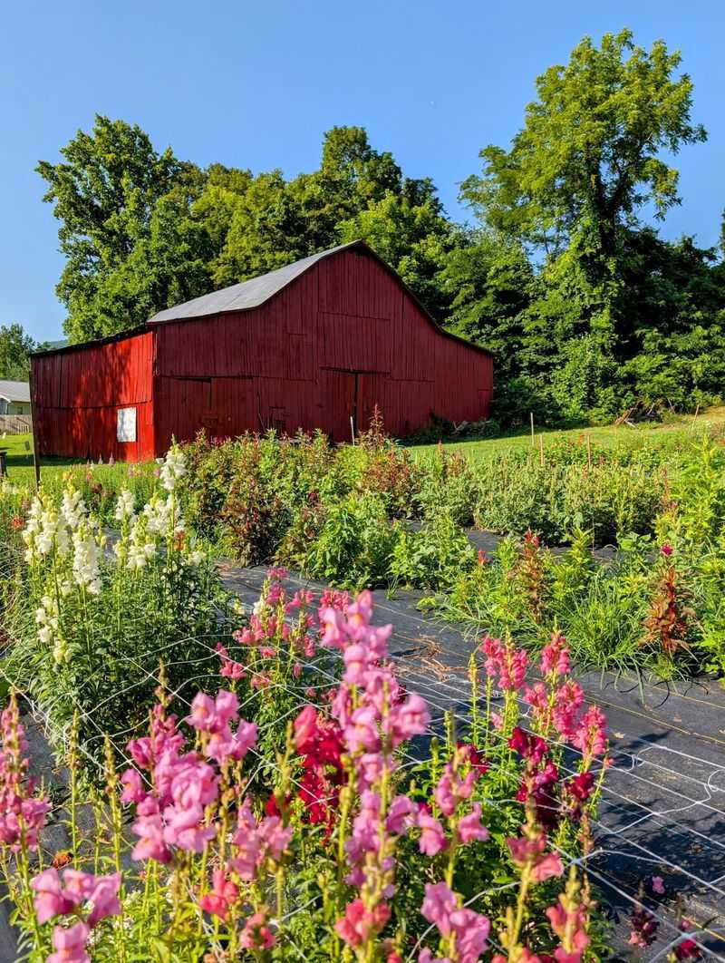 Where to Find This Blooming Corner of East Tennessee Where to Find This Blooming Corner of East Tennessee