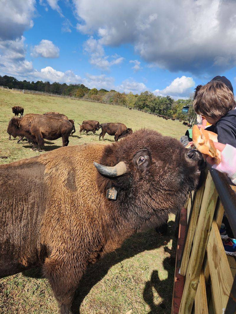 Where to Find the Herd in the Upper Cumberland Where to Find the Herd in the Upper Cumberland