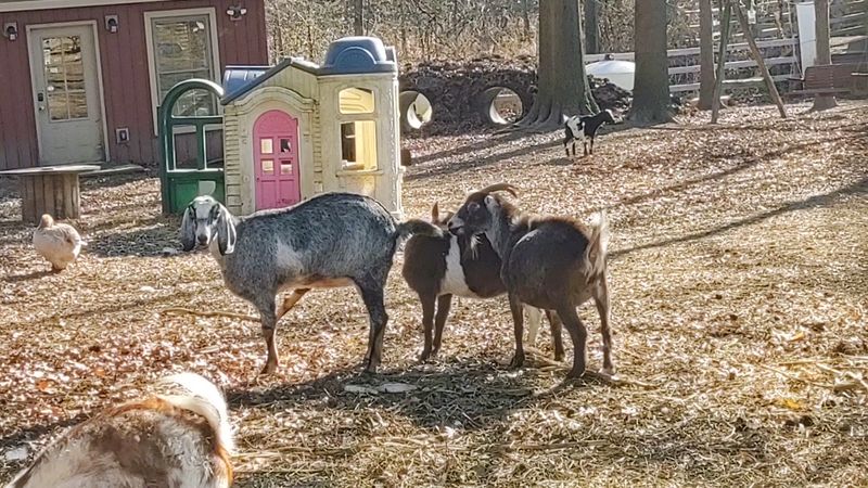 Whispering Meadows Goat Rescue Whispering Meadows Goat Rescue