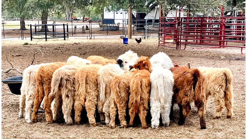 Whispering Oaks Miniature Ranch, Clermont