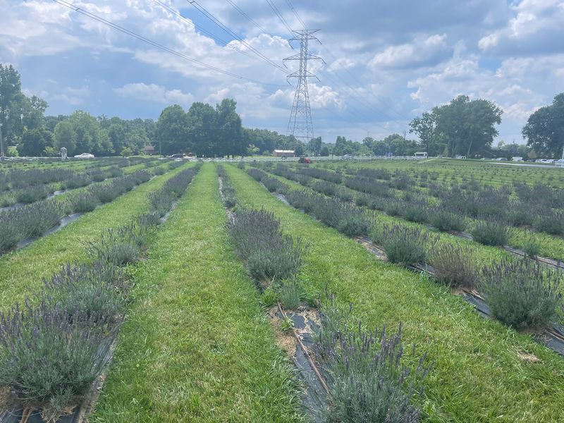 White Barn & Blooms Lavender Farm, Hamilton