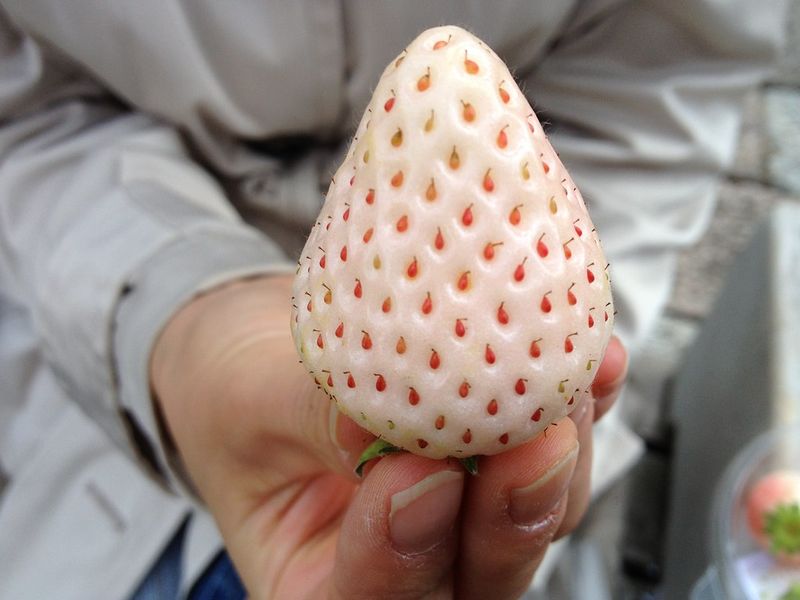 White Jewel Strawberries White Jewel Strawberries