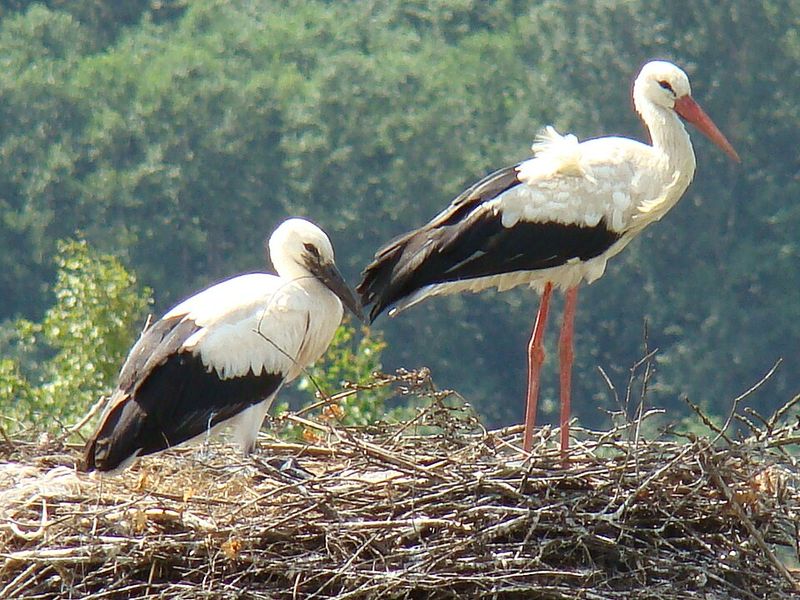 White Stork - Lithuania