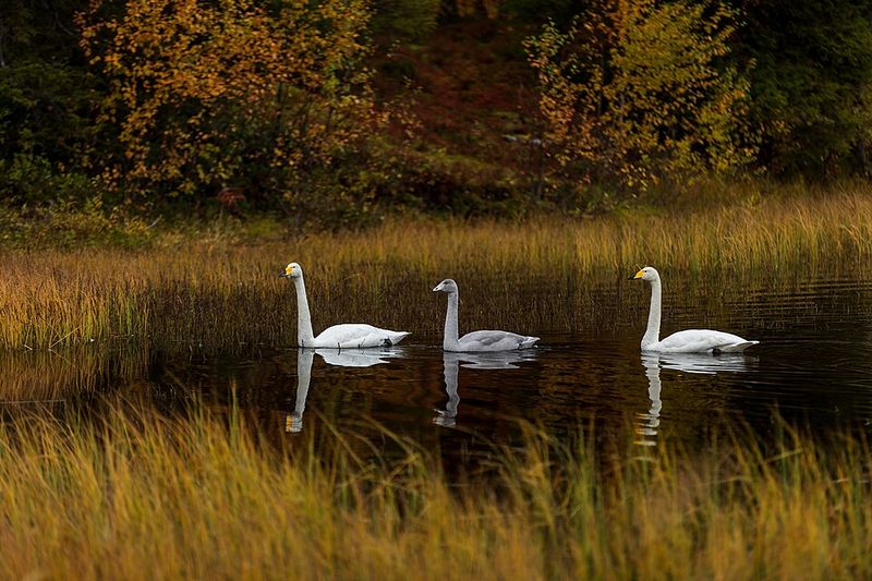 Whooper Swan - Finland