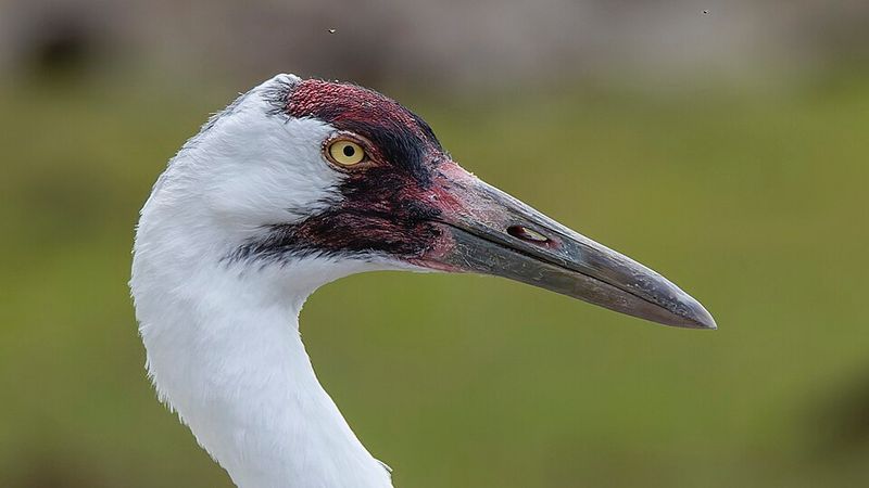 Whooping Cranes Just Down the Bay