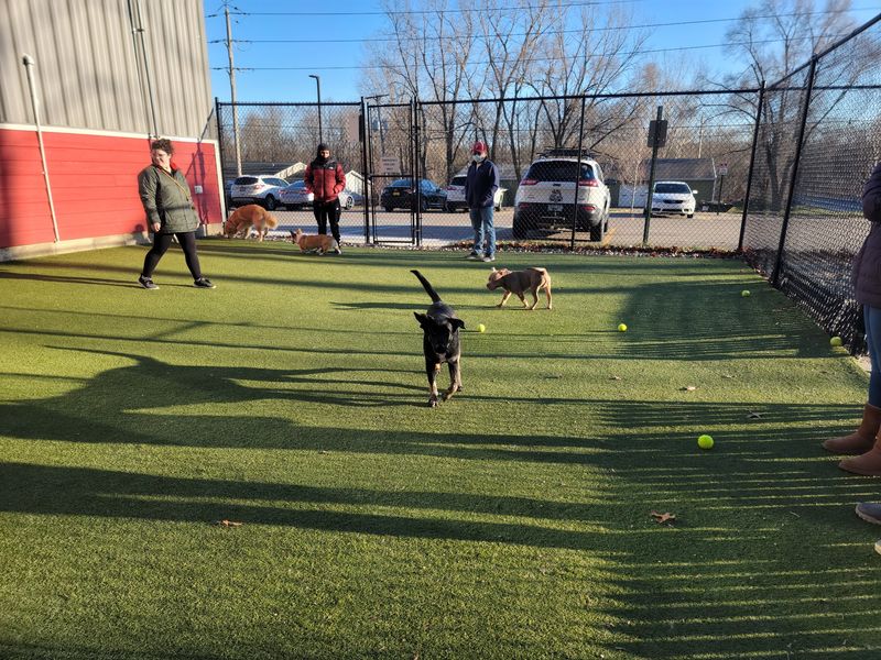Why Dog Owners Keep Coming Back