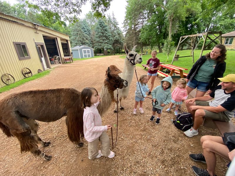 Why Llamas Are More Social Than You Think Why Llamas Are More Social Than You Think