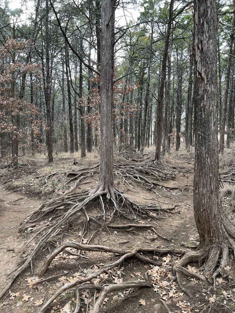 Why Parallel Forest Earns a Spot on Your Oklahoma List