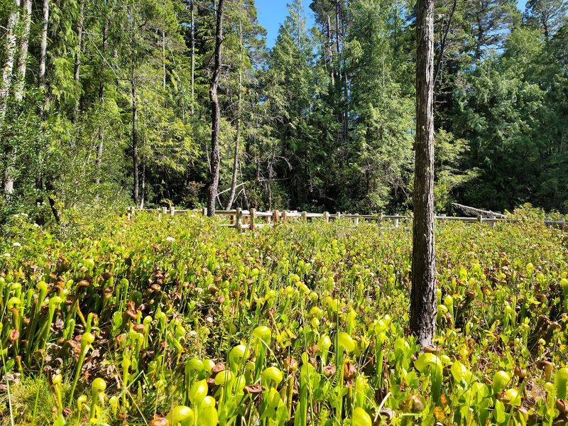 Why This Bog Exists Here Why This Bog Exists Here