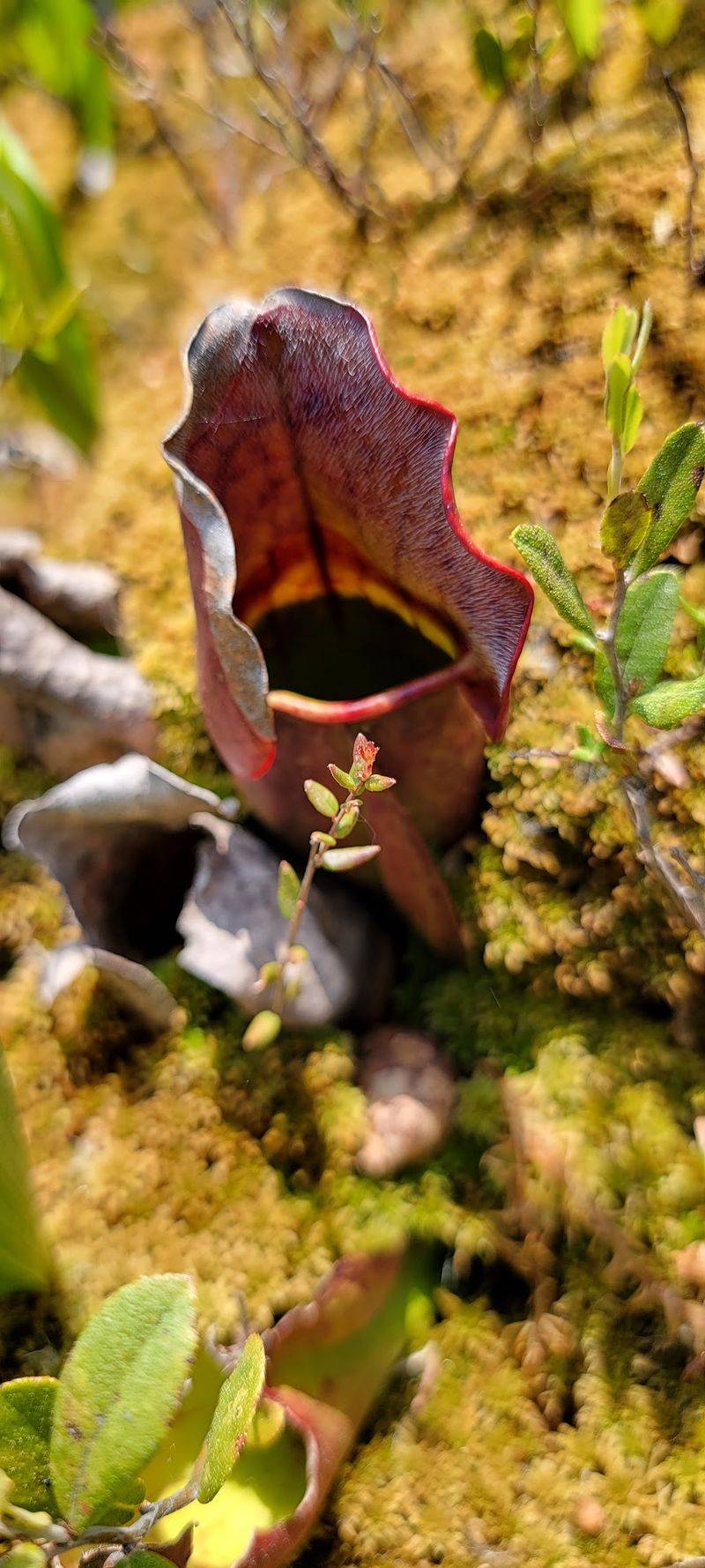 Why This Bog Feels Unlike Anything Else in the Lower 48