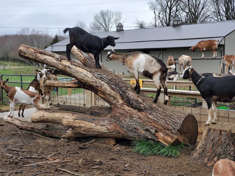 Why This Farm Stays a Local Favorite Why This Farm Stays a Local Favorite