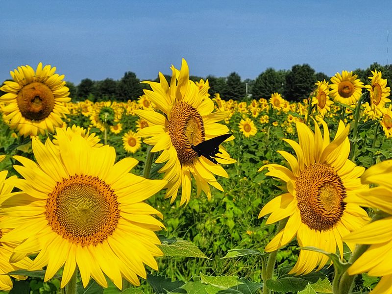 Why This Golden Patch Earns Its Spot on the List