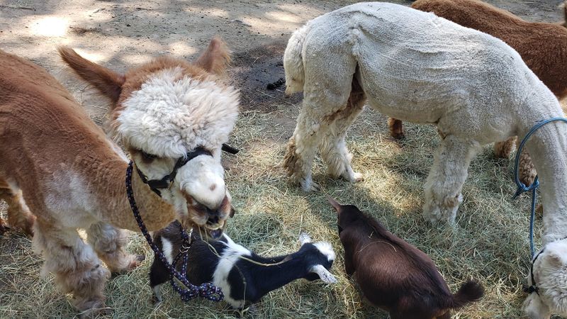 Why This Little Farm Keeps People Coming Back Why This Little Farm Keeps People Coming Back