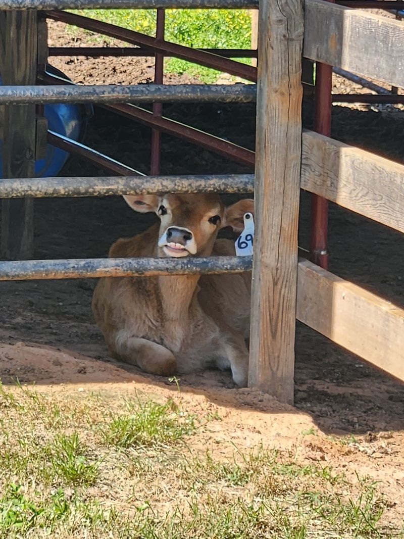 Why This Little Farm Keeps Winning Hearts Why This Little Farm Keeps Winning Hearts