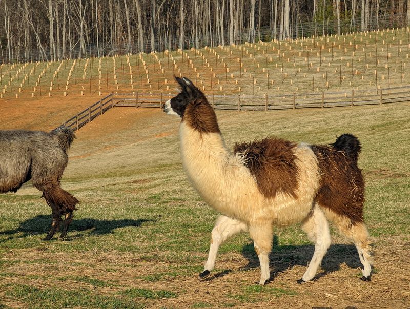 Why This Little Farm Wins Hearts Why This Little Farm Wins Hearts
